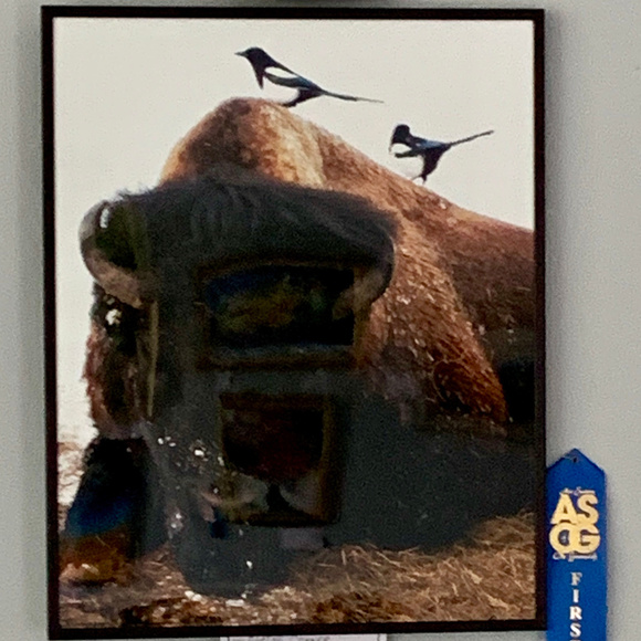 BISON & BIRDS PRINT of 1st PRIZE WINNING ORIGINAL